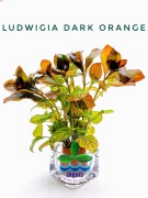 Ludwigia Dark Orange